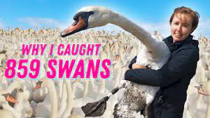 Swans' love for their partners is so deep they mate for life. How To Catch 859 Swans Youtube