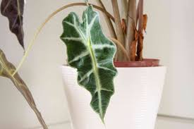 Plant elephant ear bulbs with the blunt end down in moist soil. Amazon Elephant S Ear Indoor Plant Care Growing Tips