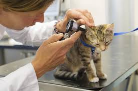 How To Treat Wolf Worm In Cats Cuteness Cats Cat Care Cat Health Care