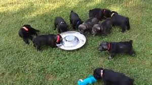 There are millions of homeless dogs across the. Rosies Standard Schnauzer Puppies 8 31 15 Youtube