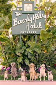 Los angeles, california, usa key skills: Photographer Gray Malin Captures Dogs At The Beverly Hills Hotel