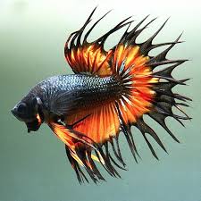 Thefishmonger On Instagram King Crowntail Mustard Gas Betta Bettafish Fish Aquarist Aquarium Fightingfish Colours Must Ikan Cupang Ikan Mas Zoologi