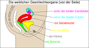 Du willst mehr über das thema weibliche geschlechtsorgane lernen? Die Weiblichen Geschlechtsorgane Medienwerkstatt Wissen C 2006 2021 Medienwerkstatt
