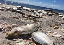 Red tides aren't just the scourge of beachgoers; Help Monitor Red Tide With Fwc Volunteer Water Testing Program
