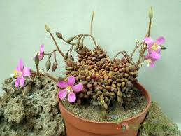 Image result for Anacampseros subnuda