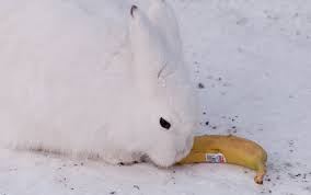 The arctic hare is a species of hare known by the scientific name lepus arcticus, and has at least four different subspecies. Arctic Hare