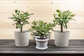 A real actual living plant. 7 Credible Scientifically Proven Jade Plant Benefits