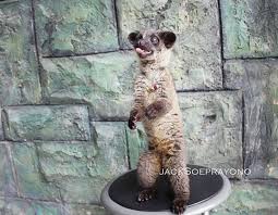  25 Surabaya Musang Lover Ideas Surabaya Lovely Binturong