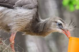 Image result for Sericorema