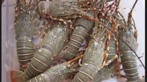 Harga lobster air tawar terbaru tahun 2021 untuk jenis lobster air tawar, lobster air laut, lobster mutiara, lobster bambu, lobster pasir, lobster batu, lobster batik dan lobster pakistan. 8 Cara Budidaya Lobster Di Kolam Terpal Tanpa Ribet Ilmubudidaya Com