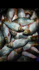 Jangan lupa like dan subscribe jumpa di video yang akan datang. Ikan Leko Dan Tilapia Untuk Ikan Keli Pulau Pinang Facebook