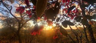 Image result for Lannea katangensis