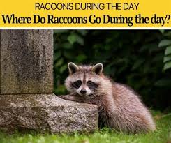 What to do if you see a raccoon out during the day. Where Do Raccoons Go During The Day Do They Come Out During Day