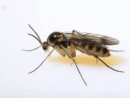 They pulled so many nutrients from the plant. Identifying Fungus Gnats How To Get Rid Of Soil Gnats