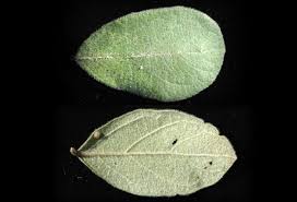 Image result for Combretum hereroense