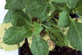 We would like to show you a description here but the site won't allow us. Greenhouse Plants Ornamental Impatiens Necrotic Spot Pacific Northwest Pest Management Handbooks