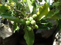 Image result for Coptosperma zygoon