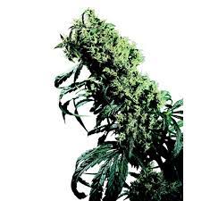 Northern Lights 5 X Haze Sensi Seeds Regular Zamnesia