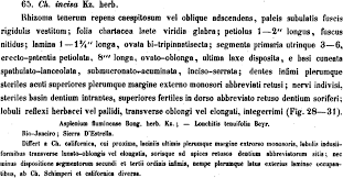 Image result for Cheilanthes schimperi