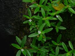 Image result for Oldenlandia