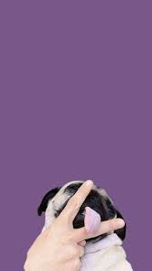 Wallpaper Renk Fotografciligi Hayvan Pug Kopekler