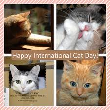 International cat day 2021 quotes, poster, images, memes, messages, and greetings: Happy International Cat Day