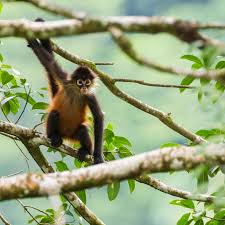 Wild geoffreys spider monkey hanging from tree. 8 Surprising Facts About Spider Monkeys