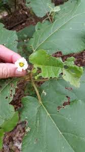 Image result for Buchnerodendron lasiocalyx
