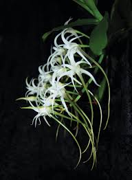 Image result for Cyrtorchis neglecta