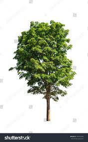 Image result for Pterocarpus indicus