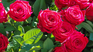 Find the greates flower wallpapers on pexels which are free to download and use as background images on your mac computer, macbook and windows computer. Red Roses Green Leaves Branches Beautiful Flowers Wallpaper Hd For Mobile Phones And Computer Wallpapers13 Com