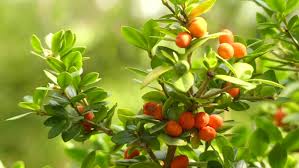 Image result for Alyxia