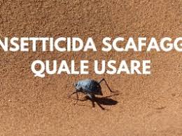 Da Dove Escono Gli Scarafaggi Consiglicasa