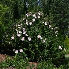 Image result for Hibiscus syriacus ´Pink Chiffon