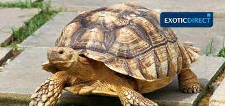Tortoise Skin Problems Exoticdirect