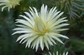 Image result for Phylica