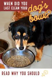 spring cleaning but for your pets dog food recipes hypoallergenic dog food dog food coupons