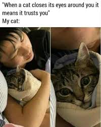 Check spelling or type a new query. Cat Help Me Please Memes