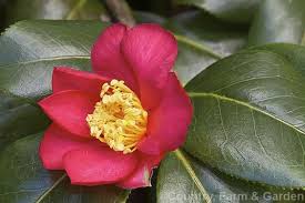 Snow Camellia Camellia Japonica Subsp Rusticana Syn Camellia Rusticana An Early Flowering Low Growing And Spreadi Evergreen Shrubs Small Trees Camellia