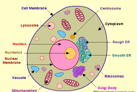 Anytomyte 32 Animal And Plant Cell Diagram In Hindi Pics
