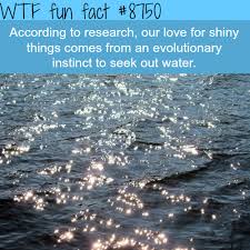 Why We Like Shiny Things Wtf Fun Facts Wtf Fun Facts Fun Facts Weird Facts