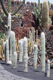 The jardín de cactus is a cactus garden on the island of lanzarote in the canary islands. File Jardin De Cactus Lanzarote J06 Jpg Wikipedia