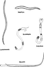 Image result for Aneilema arenicola