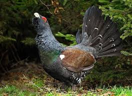 Wood Grouse Capercaillie