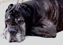 Aging In Dogs Wikipedia