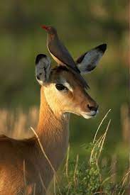 Joe Mcdonald Professional Wildlife Photographer Award Winning Author Animal Photography Animals North American Animals