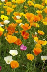 We did not find results for: Eschscholzia Californica Mixed Seeds 1 95 From Chiltern Seeds Chiltern Seeds Secure Online Seed Catalogue And Shop