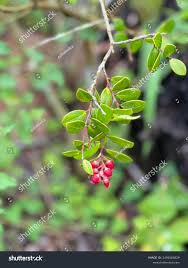 Image result for Agarista salicifolia