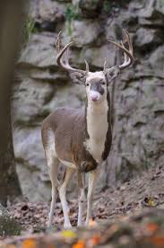 Get free gift cards and cash for taking paid online surveys and free trial offers. Piebald Buck Piebald Deer Have Various Amounts White And Brown Patches Some Ranging From A Very Slight Amount Of White Hair To A Wilde Tiere Tiere Susse Tiere