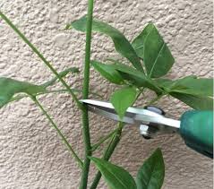 挿し木 挿し芽 とは 挿し木で増やす方法と発根させるコツ Lovegreen ラブグリーン